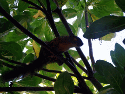 Squirrel in a tree at the beach of the Inaya Putri Bali hotel