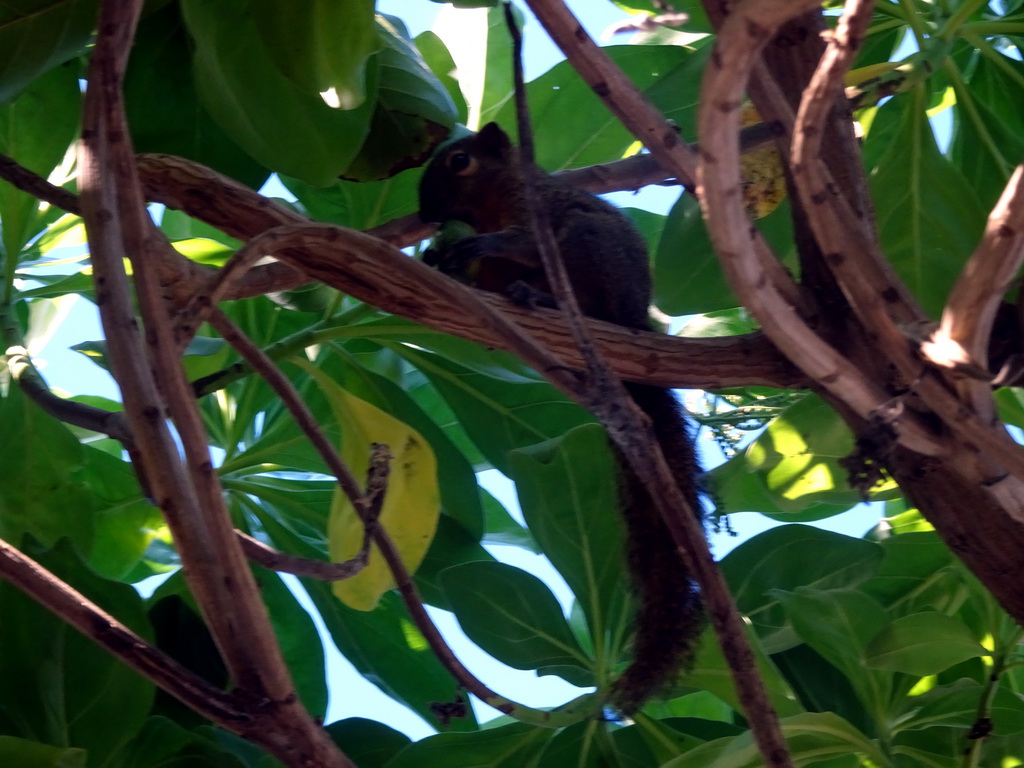 Squirrel in a tree at the beach of the Inaya Putri Bali hotel