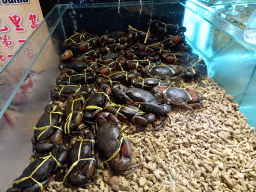 Crabs at the Bali Nelayan Restaurant at the Jalan By Pass Ngurah Rai street