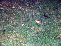 Frogs at the grassland of the Inaya Putri Bali hotel, by night