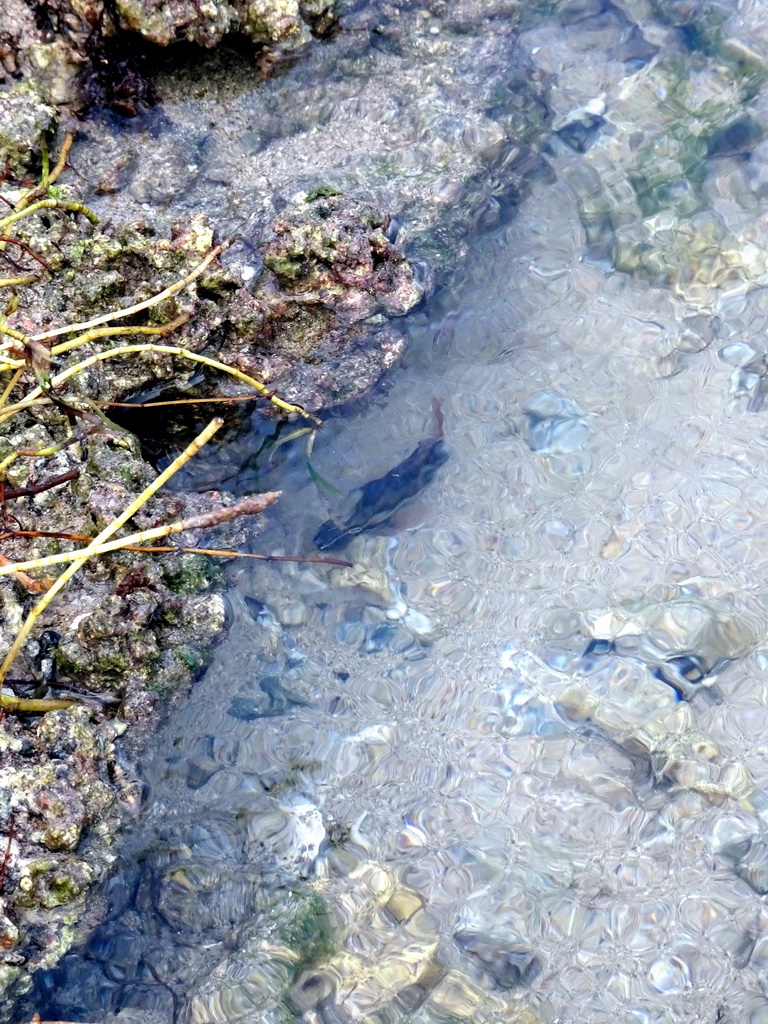 Fish at the beach of the Inaya Putri Bali hotel, during low tide