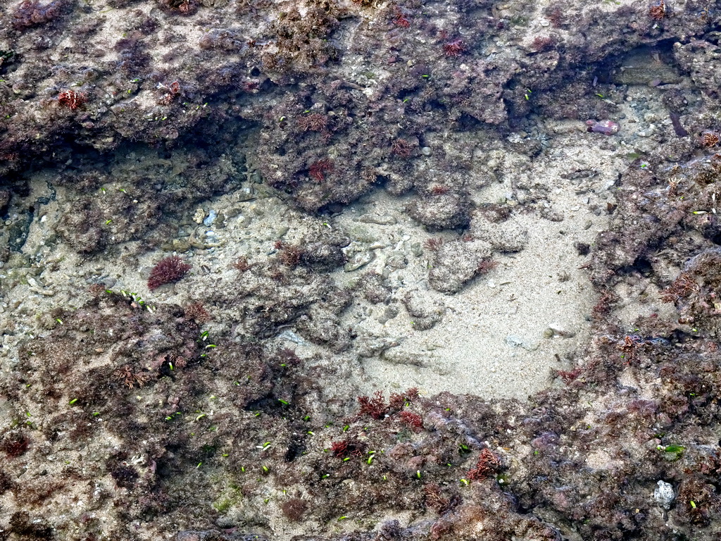 Fish at the beach of the Inaya Putri Bali hotel, during low tide