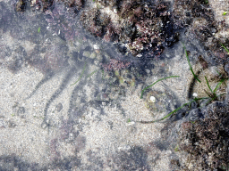 Starfish at the beach of the Inaya Putri Bali hotel, during low tide