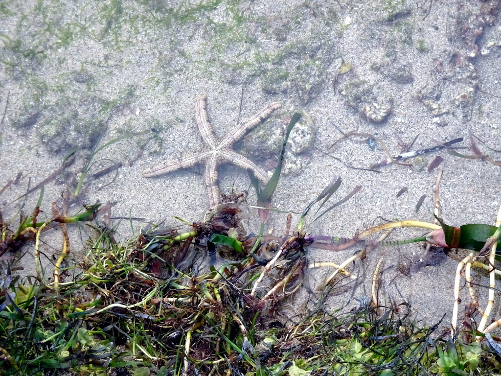 Starfish at the beach of the Inaya Putri Bali hotel, during low tide