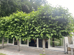 Trees at the back side of the Restaurant Zout & Citroen