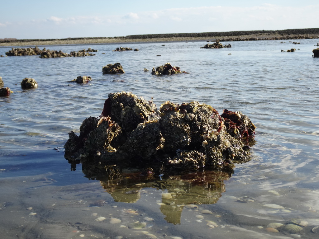 Oysters at the Viane Beach