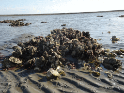 Oysters at the Viane Beach