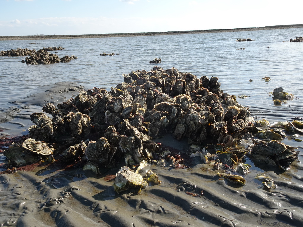 Oysters at the Viane Beach