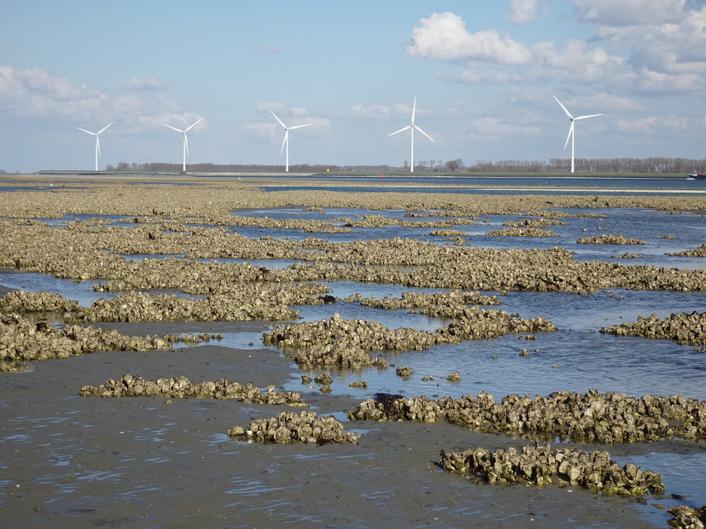 Oysters at the Viane Beach, the National Park Oosterschelde and windmills at the town of Sint-Annaland