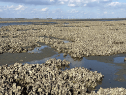 Oysters at the Viane Beach, the National Park Oosterschelde and windmills at the town of Sint-Annaland