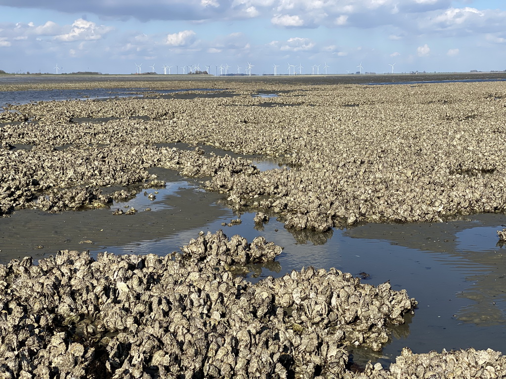 Oysters at the Viane Beach, the National Park Oosterschelde and windmills at the town of Sint-Annaland