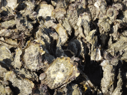 Oysters at the Viane Beach