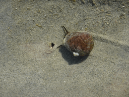 Snail at the Viane Beach