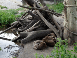 Asian Small-clawed Otters in front of the entrance to ZooParc Overloon