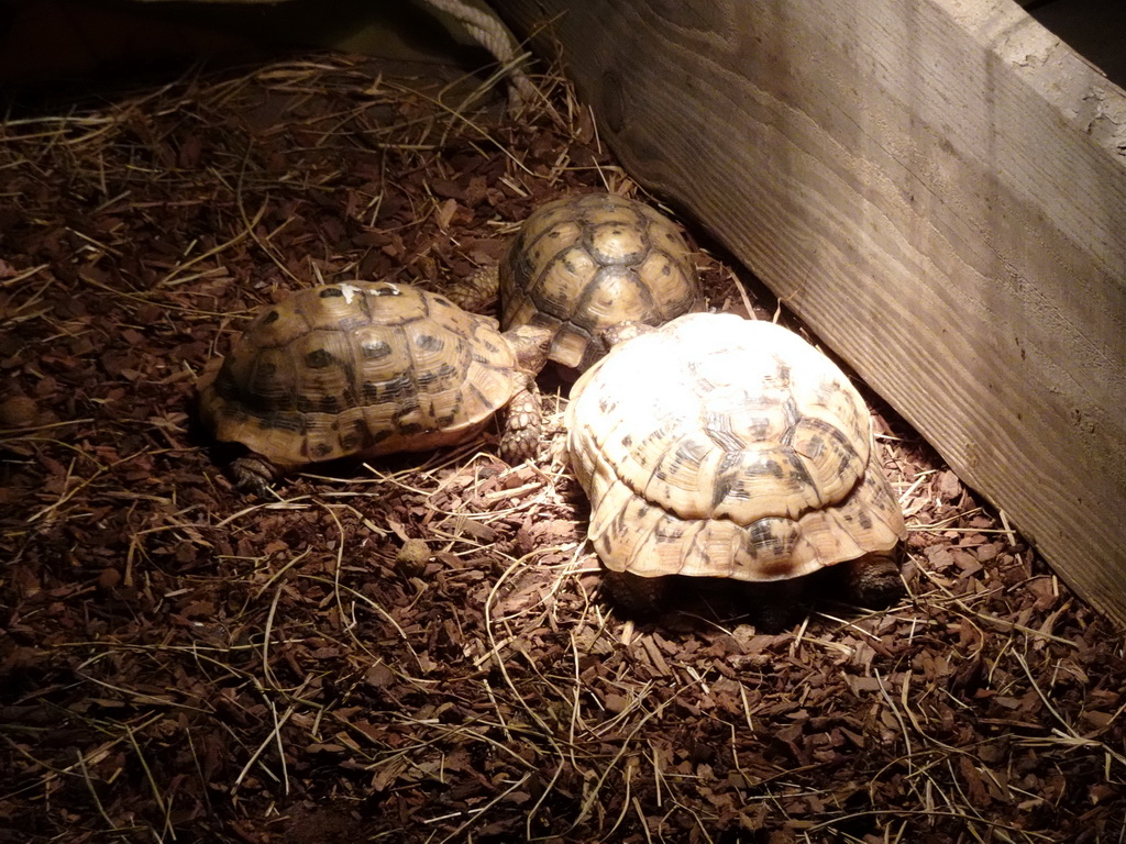 Egyptian Tortoises at the Reptiles and Insects section at the Headquarter area at ZooParc Overloon