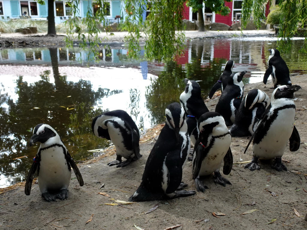 African penguins at the Boulders Beach area at ZooParc Overloon