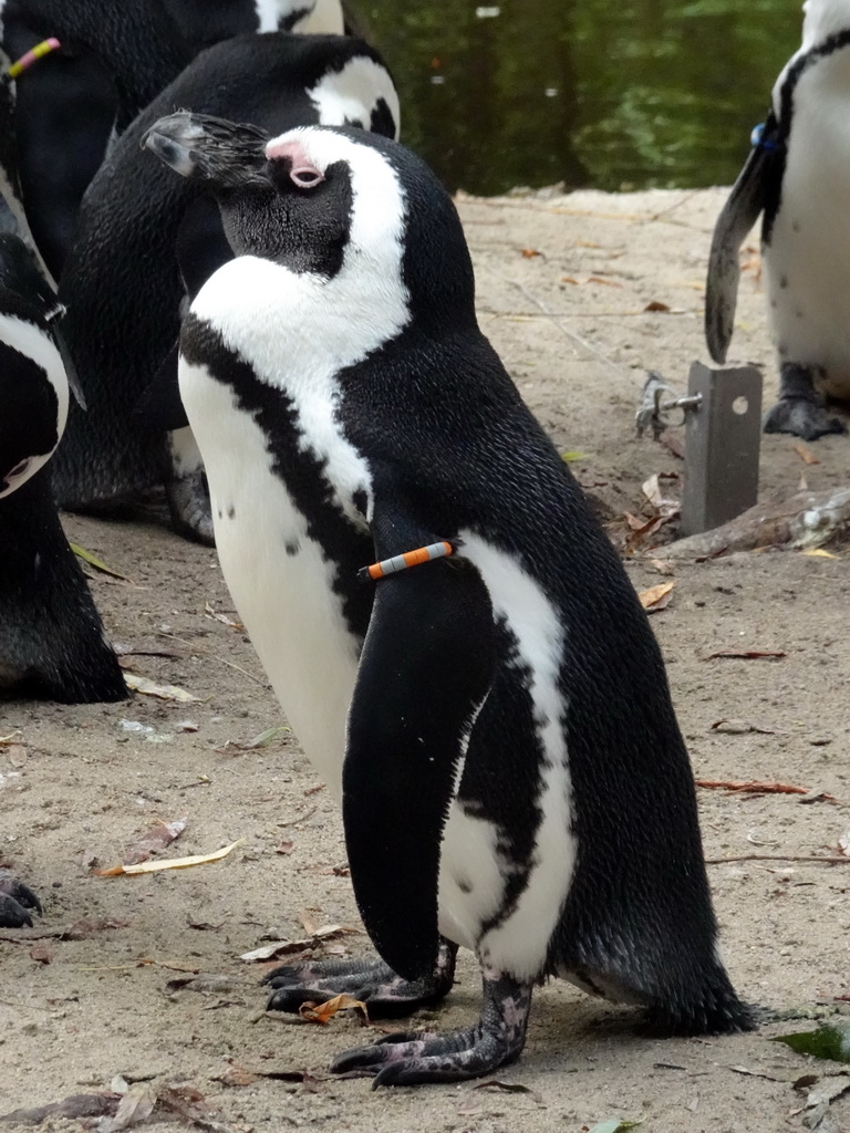 African penguins at the Boulders Beach area at ZooParc Overloon