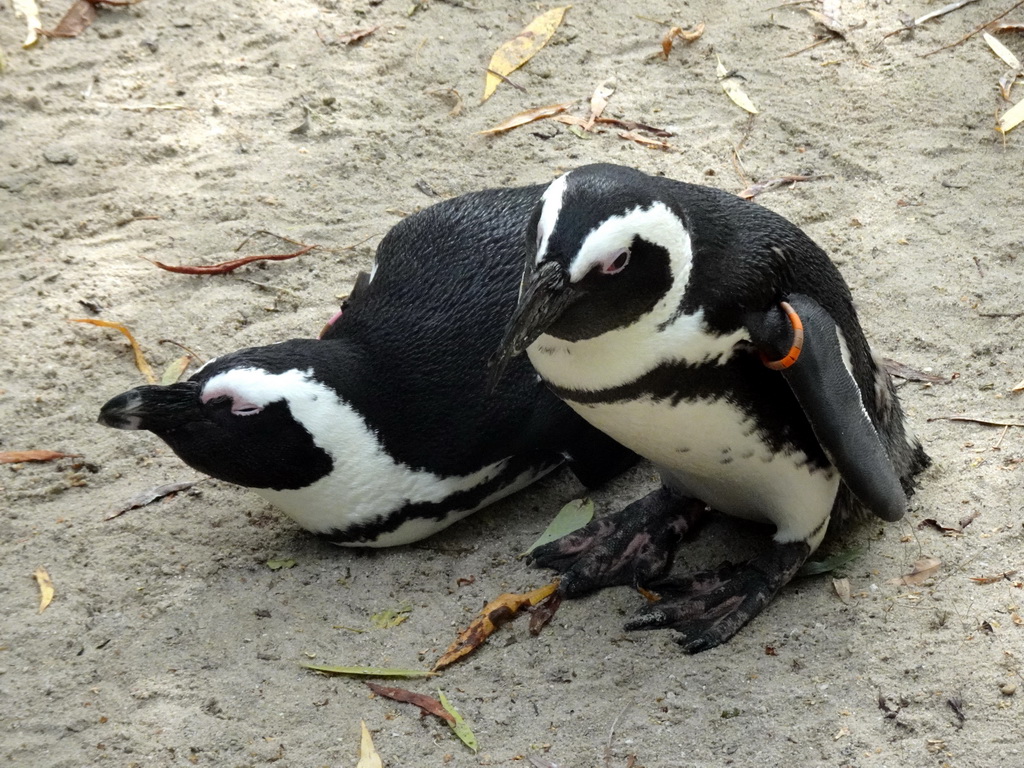 African penguins at the Boulders Beach area at ZooParc Overloon