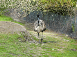 Emu at the Outback area at ZooParc Overloon