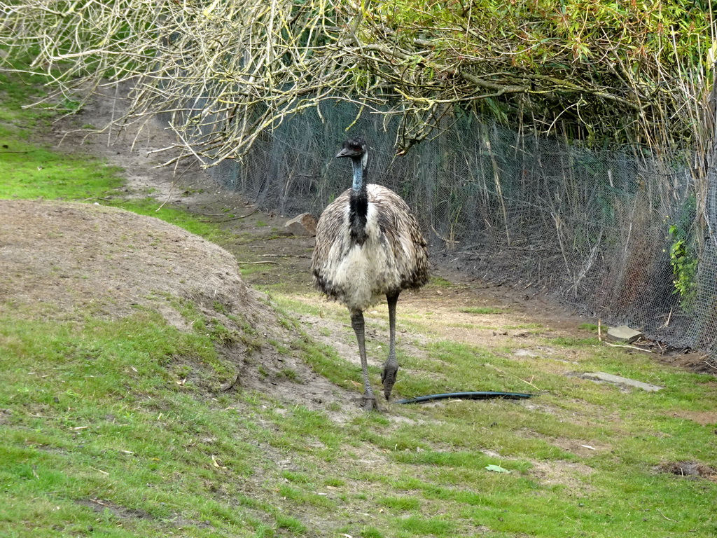 Emu at the Outback area at ZooParc Overloon