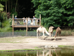 Dromedaries at the Outback area at ZooParc Overloon