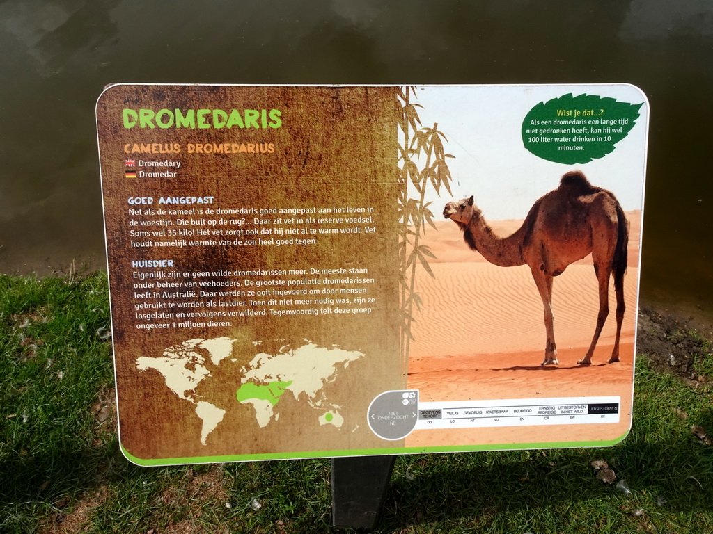 Explanation on the Dromedary at the Outback area at ZooParc Overloon