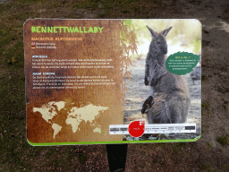 Explanation on the Bennett`s Wallaby at the Outback area at ZooParc Overloon