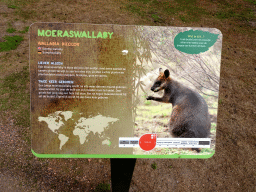 Explanation on the Swamp Wallaby at the Outback area at ZooParc Overloon