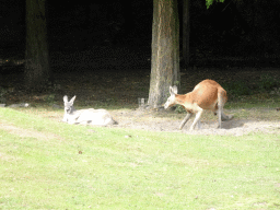 Red Kangaroos at the Outback area at ZooParc Overloon