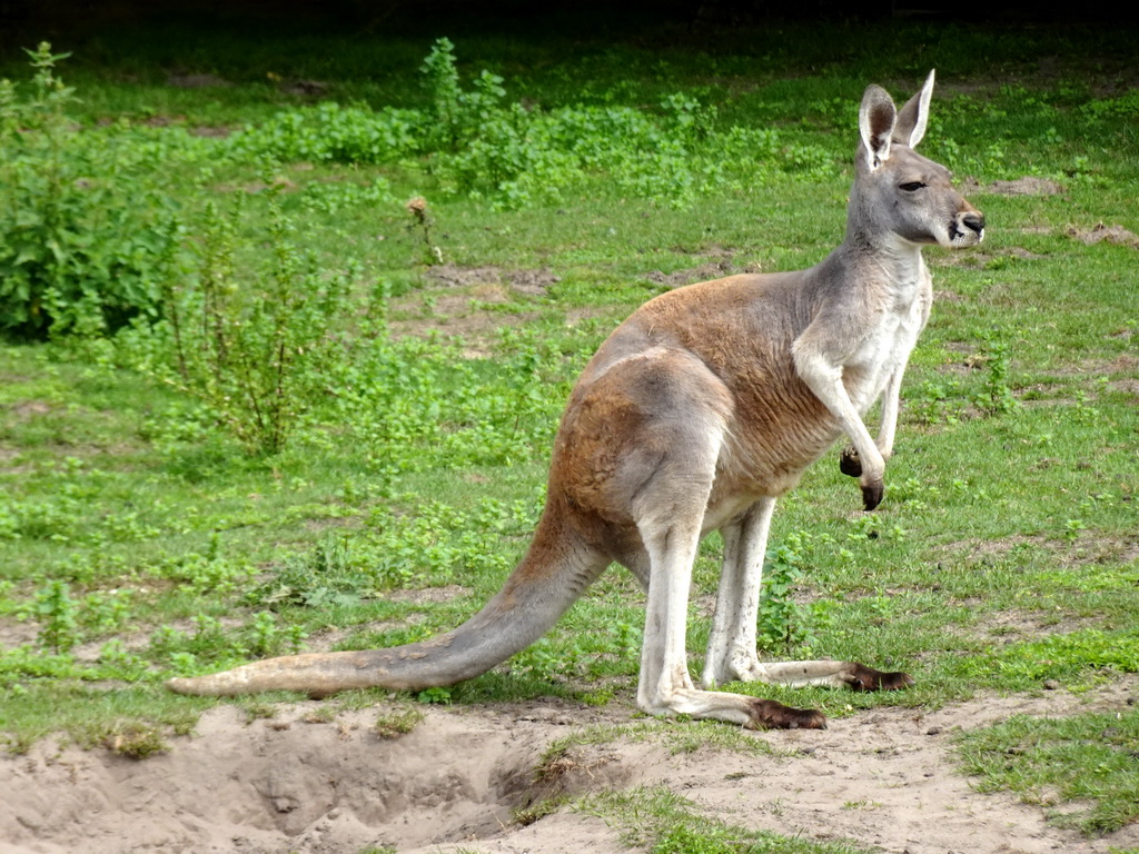 Bennett`s Wallaby at the Outback area at ZooParc Overloon