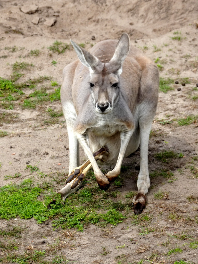 Bennett`s Wallaby at the Outback area at ZooParc Overloon