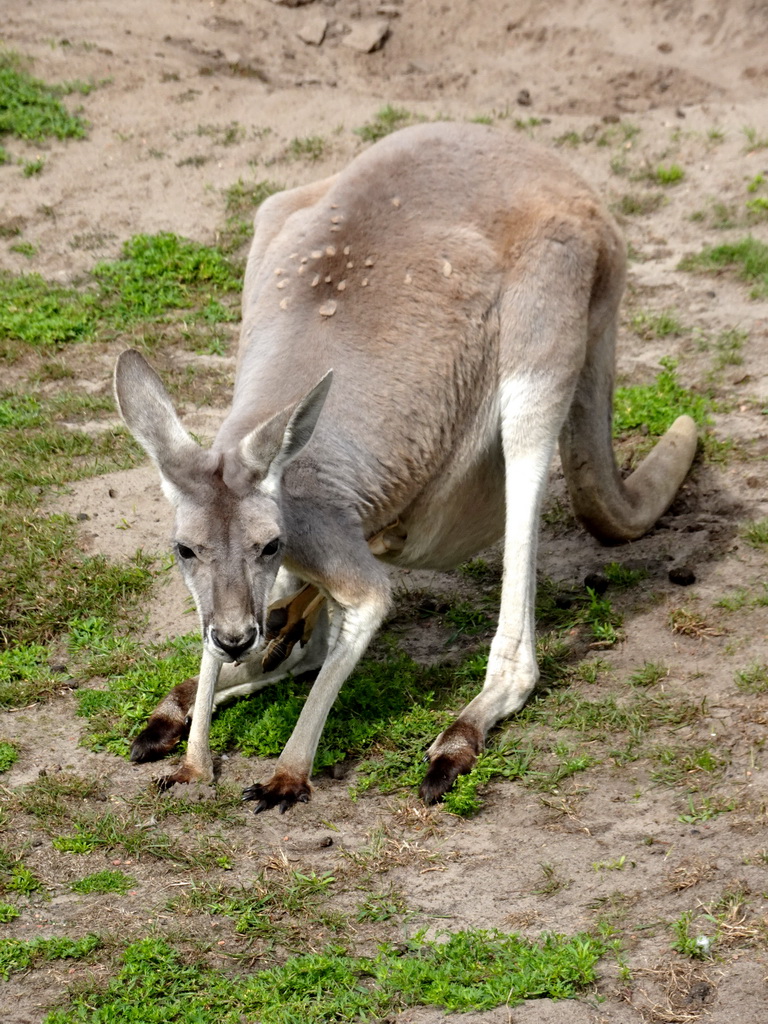 Bennett`s Wallaby at the Outback area at ZooParc Overloon