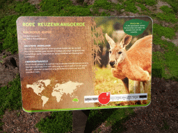 Explanation on the Red Kangaroo at the Outback area at ZooParc Overloon