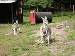 Bennett`s Wallaby at the Outback area at ZooParc Overloon