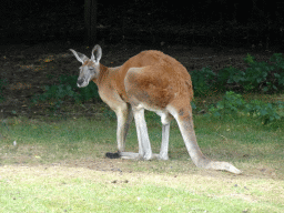 Red Kangaroo at the Outback area at ZooParc Overloon