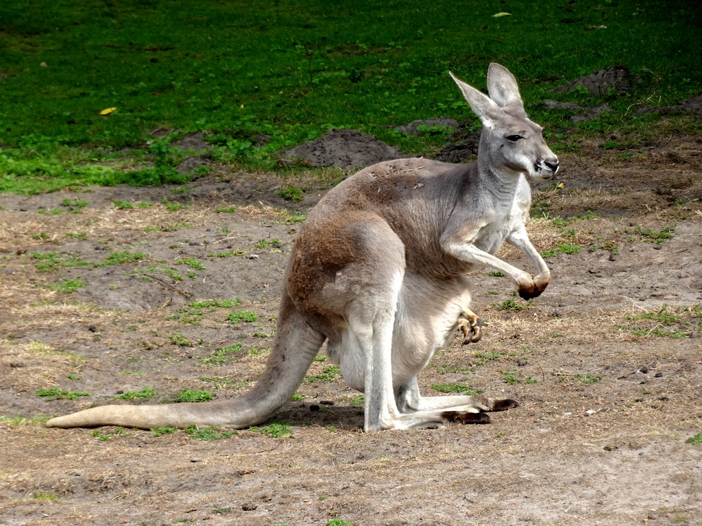 Bennett`s Wallaby at the Outback area at ZooParc Overloon