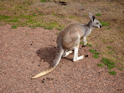 Bennett`s Wallaby at the Outback area at ZooParc Overloon