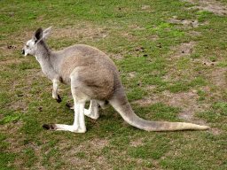 Bennett`s Wallaby at the Outback area at ZooParc Overloon