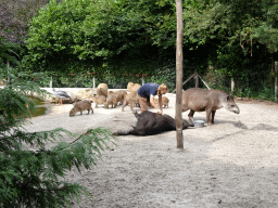 Zookeeper cleaning Tapirs and Capybaras and a Southern Screamer at the Amazone area at ZooParc Overloon