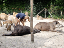 Zookeeper cleaning Tapirs and Capybaras at the Amazone area at ZooParc Overloon