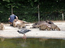 Zookeeper cleaning Tapirs and Capybaras and a Southern Screamer at the Amazone area at ZooParc Overloon