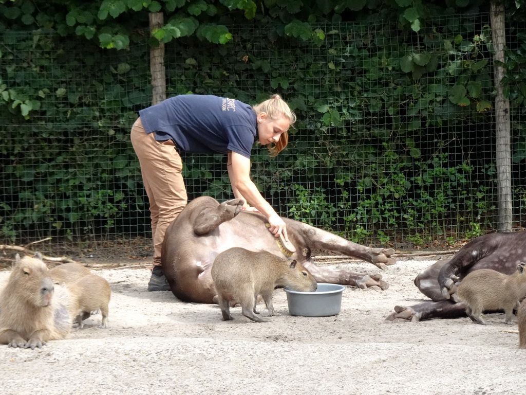 Zookeeper cleaning Tapirs and Capybaras at the Amazone area at ZooParc Overloon