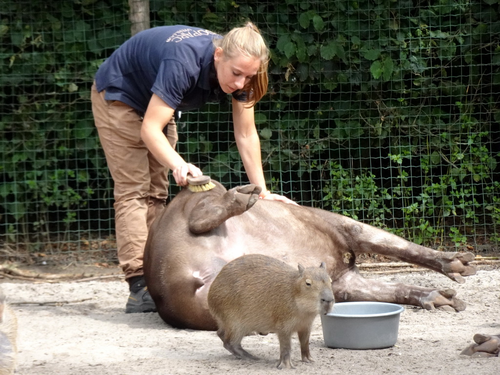 Zookeeper cleaning a Tapir and a Capybara at the Amazone area at ZooParc Overloon