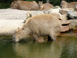Capybaras at the Amazone area at ZooParc Overloon