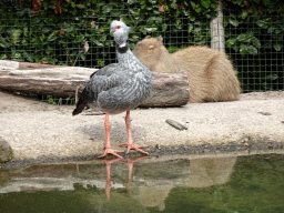 Southern Screamer and Capybara at the Amazone area at ZooParc Overloon