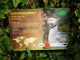 Explanation on the Southern Screamer at the Amazone area at ZooParc Overloon
