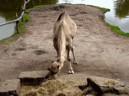 Dromedary at the Outback area at ZooParc Overloon