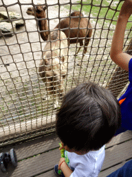 Max with the Dromedaries at the Outback area at ZooParc Overloon