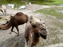Dromedaries at the Outback area at ZooParc Overloon