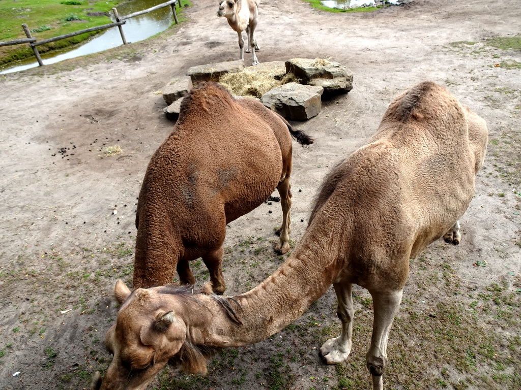 Dromedaries at the Outback area at ZooParc Overloon